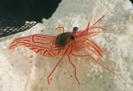 Pepermint shrimp