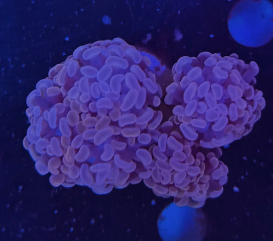 Hammer branch Frag