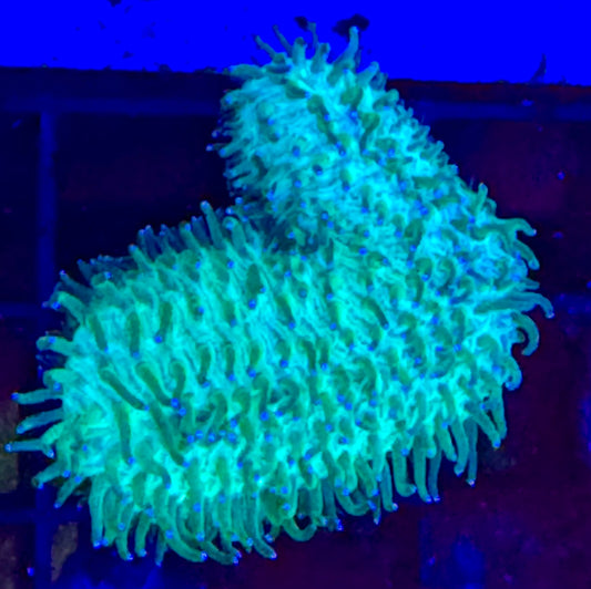 Blue tip Slipper coral Polyphyllia talpina