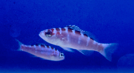 Chalk bass Fish
