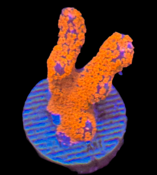 Bubblegum Digitata Frag