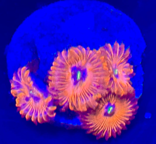 Red people eater paly