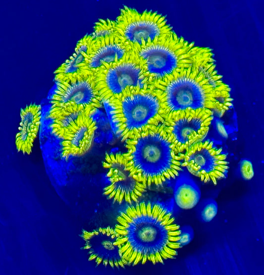 Ultra Blueberry Pie Zoa