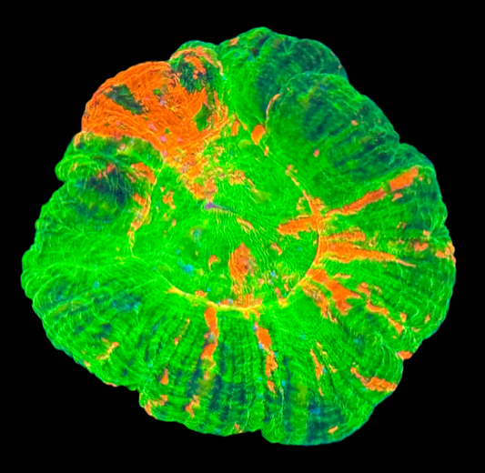 Bleeding Apple Scolymia