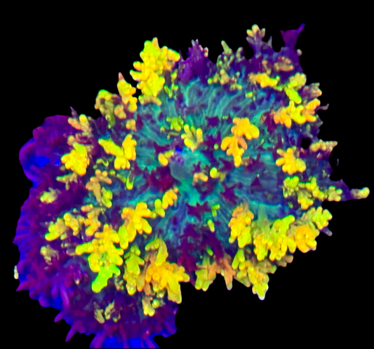 Magic Carpet Mushroom