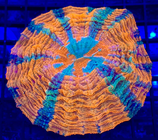 Acanthophyllia Ultra