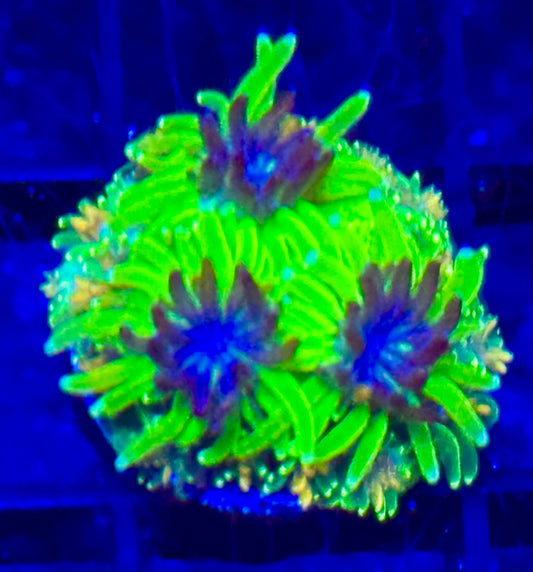 Mardi Gras Galaxea Frag