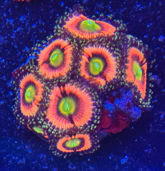 Ultra zoa Frag