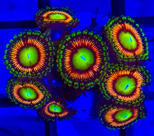 Zoanthus green eye