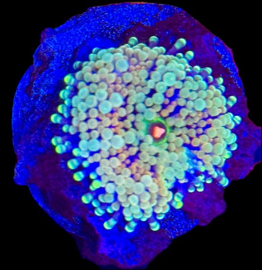 Multicolor Ricordea Frag