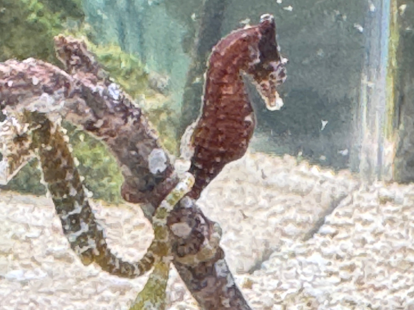 Dwarf sea horse