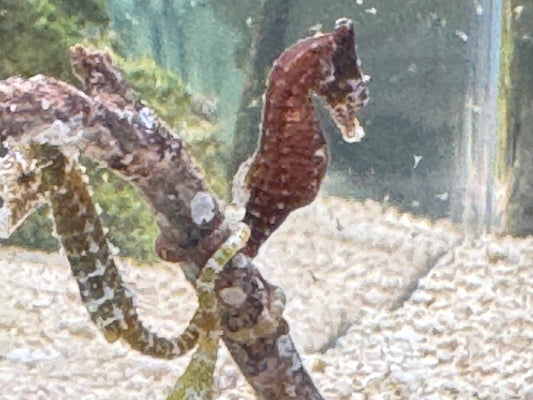 Dwarf sea horse