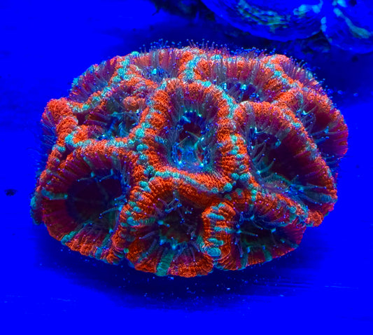 Acan ultra colony