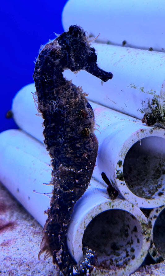 Seahorses Lg