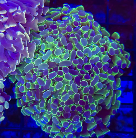 Hologram hammer