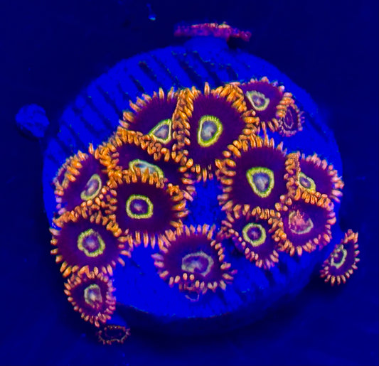Rainbow hornet zoa