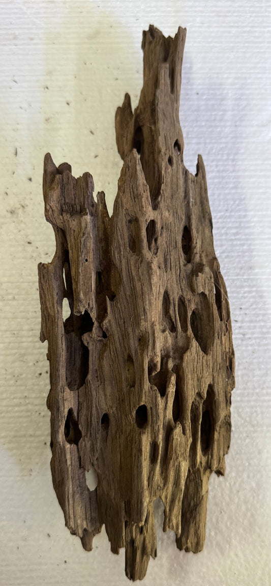 Dragón wood 6”-9”