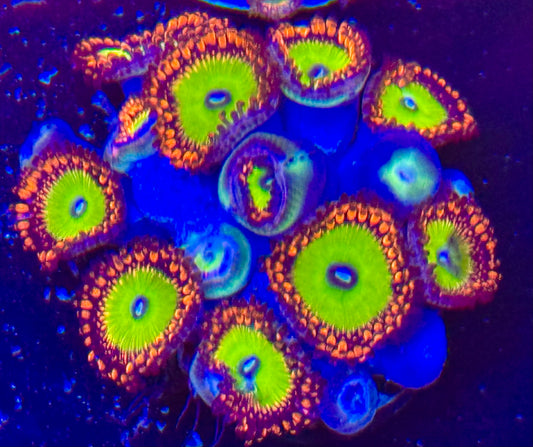 Candy Apple Red Zoanthid