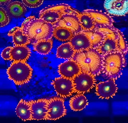 Zoanthus combo