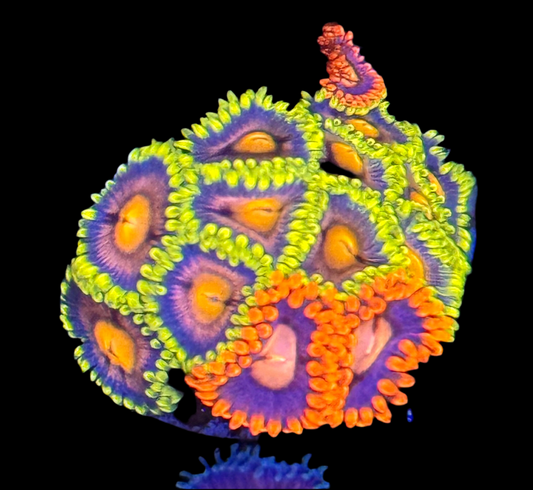 Ultra zoas Frag
