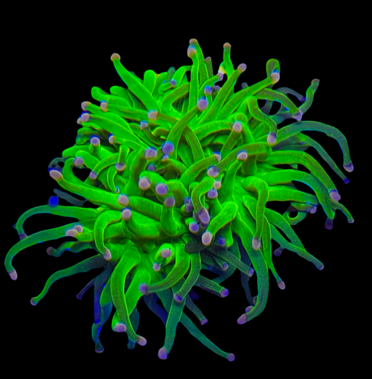 Pink tip torch