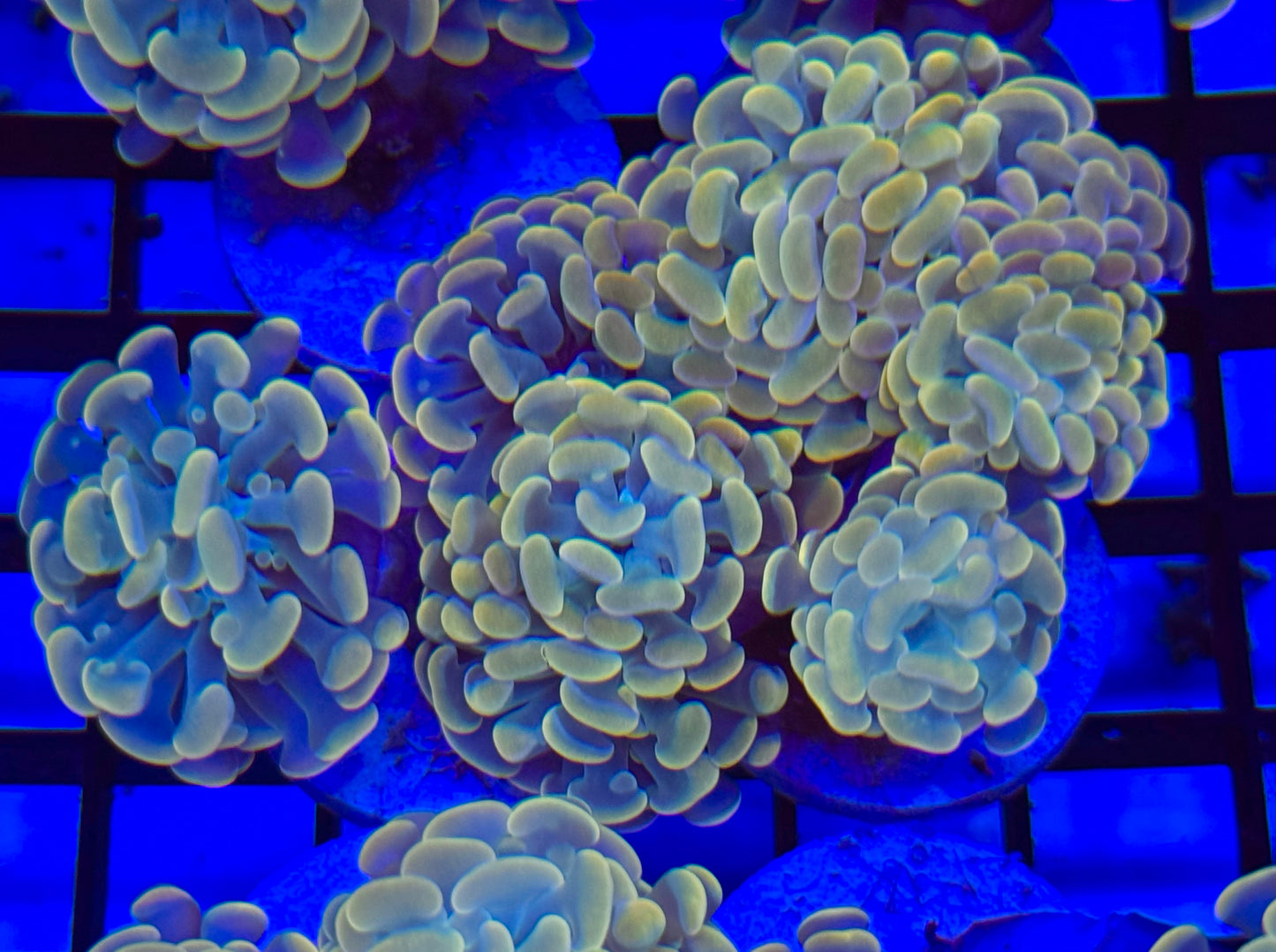 Orange/green hammer branch Frag