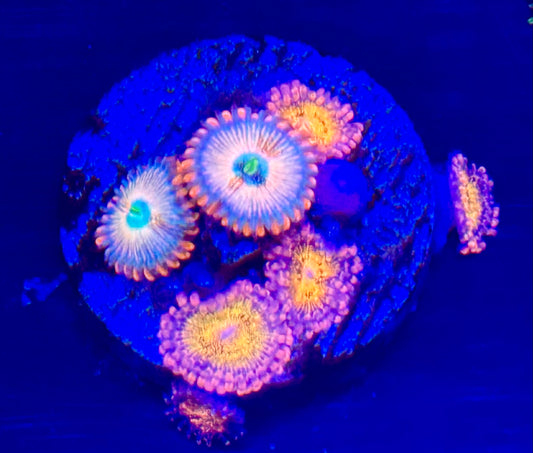 Agave/pandora combo zoa