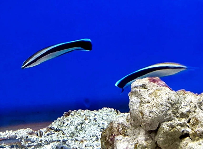 Cleaner wrasse