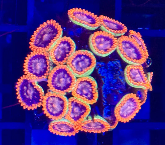 Ultra zoas Frag