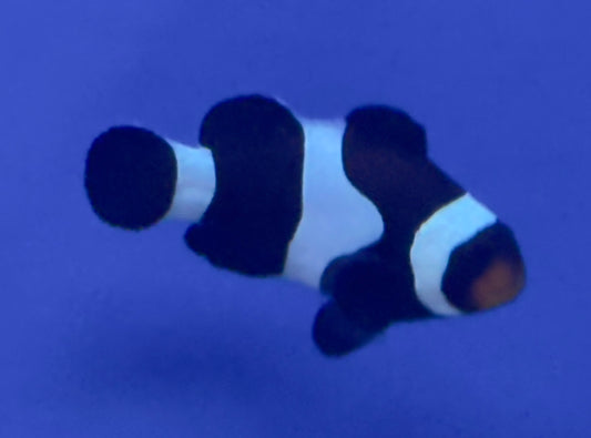 Black Ocellaris