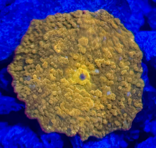 Ultra Orange mush