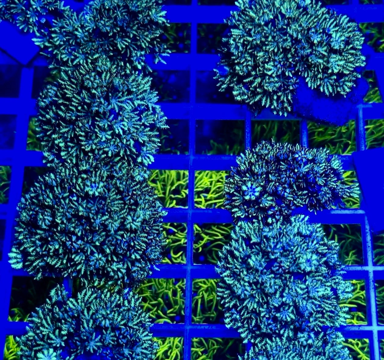 Blu Simpodium Frag