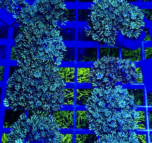 Blu Simpodium Frag