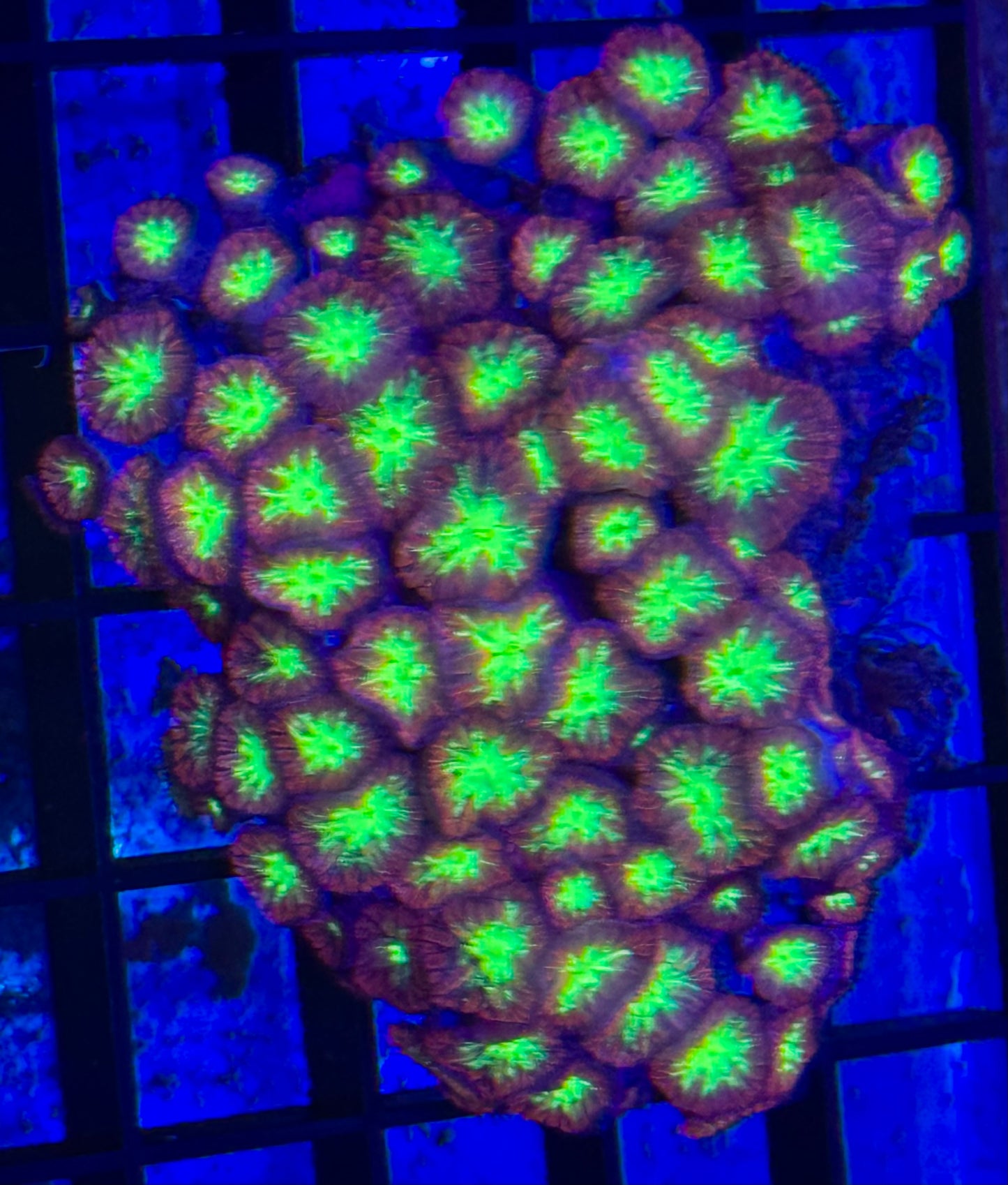 Blastomussa merletti colony