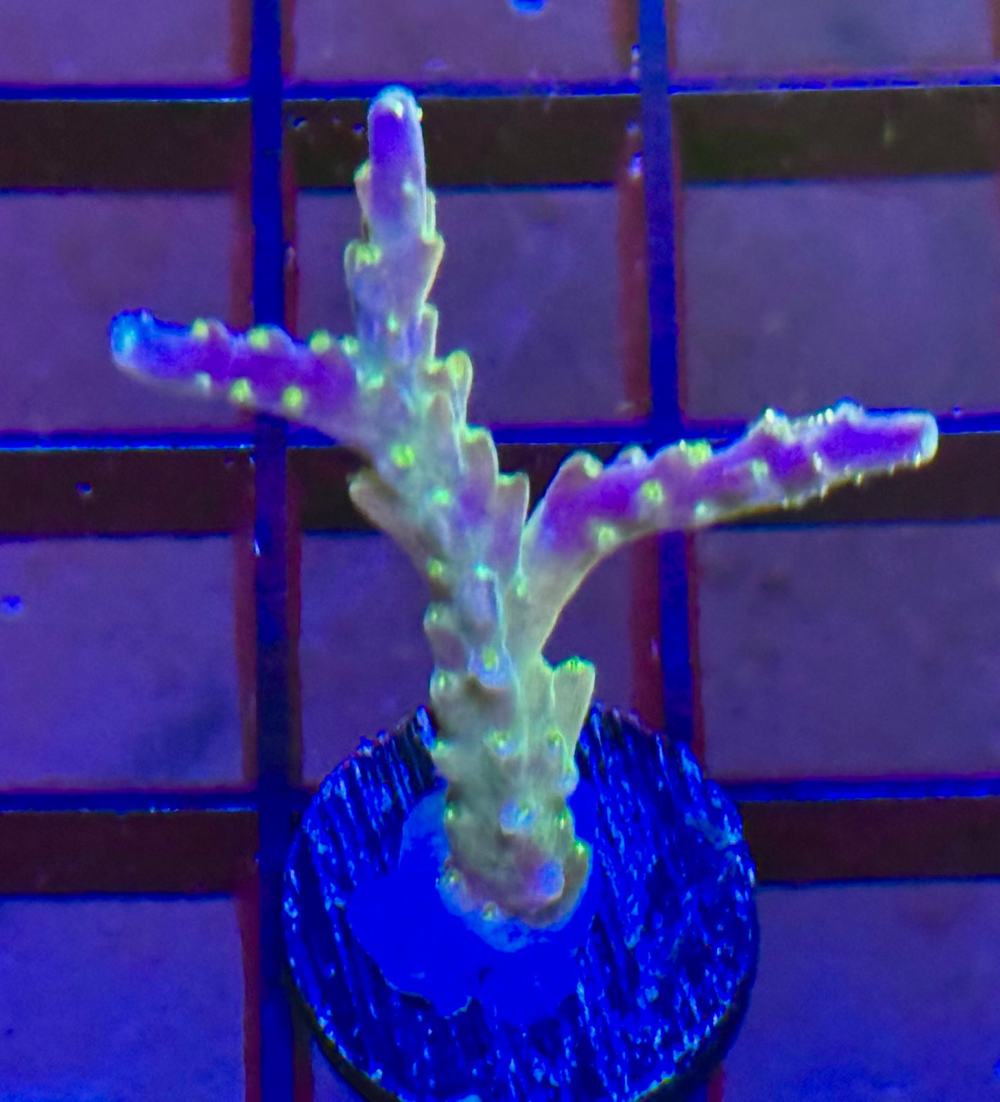 Tricolor Valida Acropora Frag