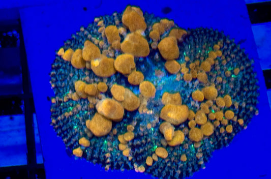 Sunkist Bounce Mushroom