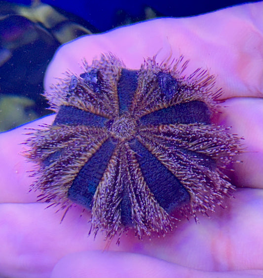 PUMPKIN / TUXEDO URCHIN