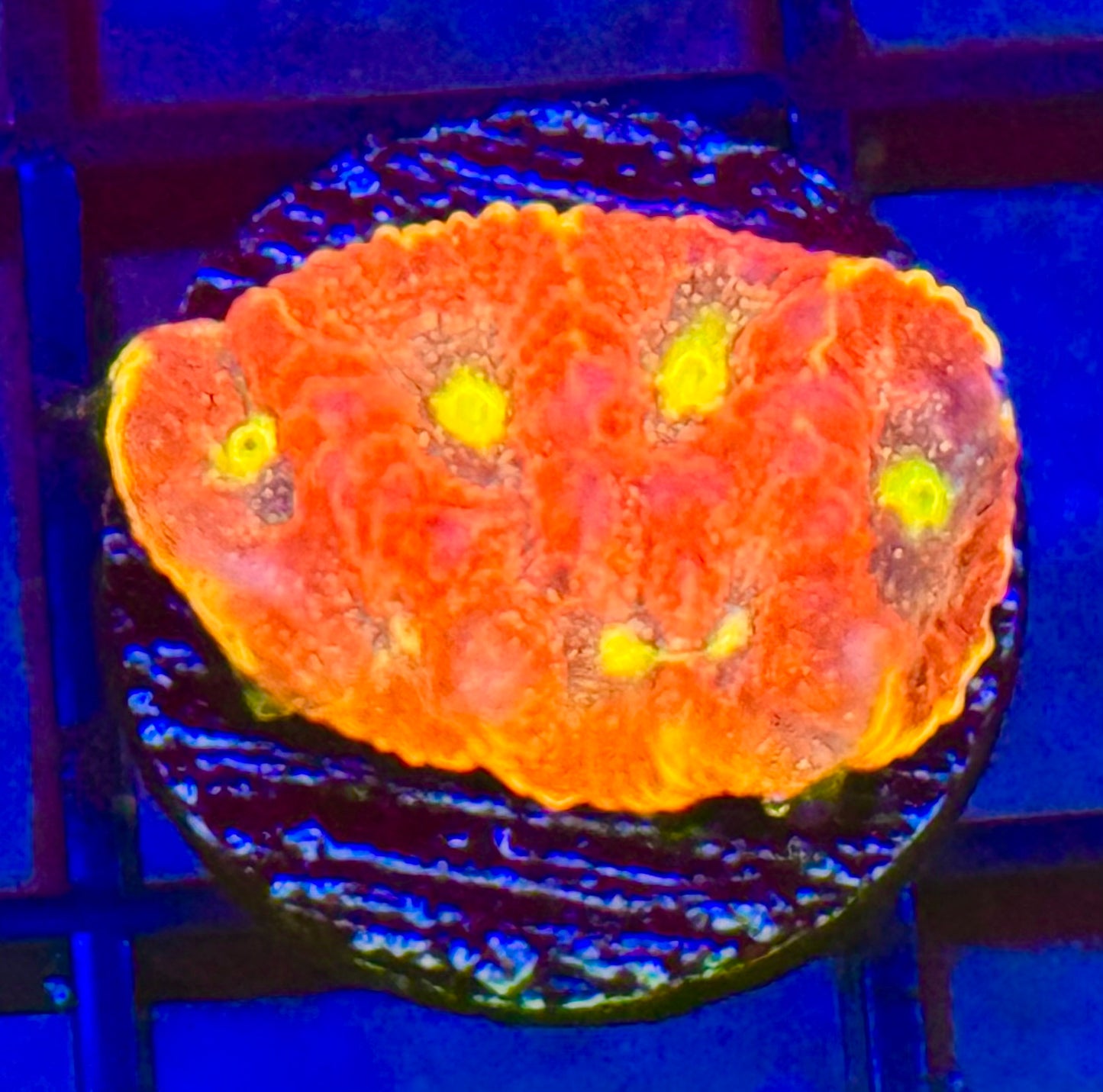 Inferno favia Frag