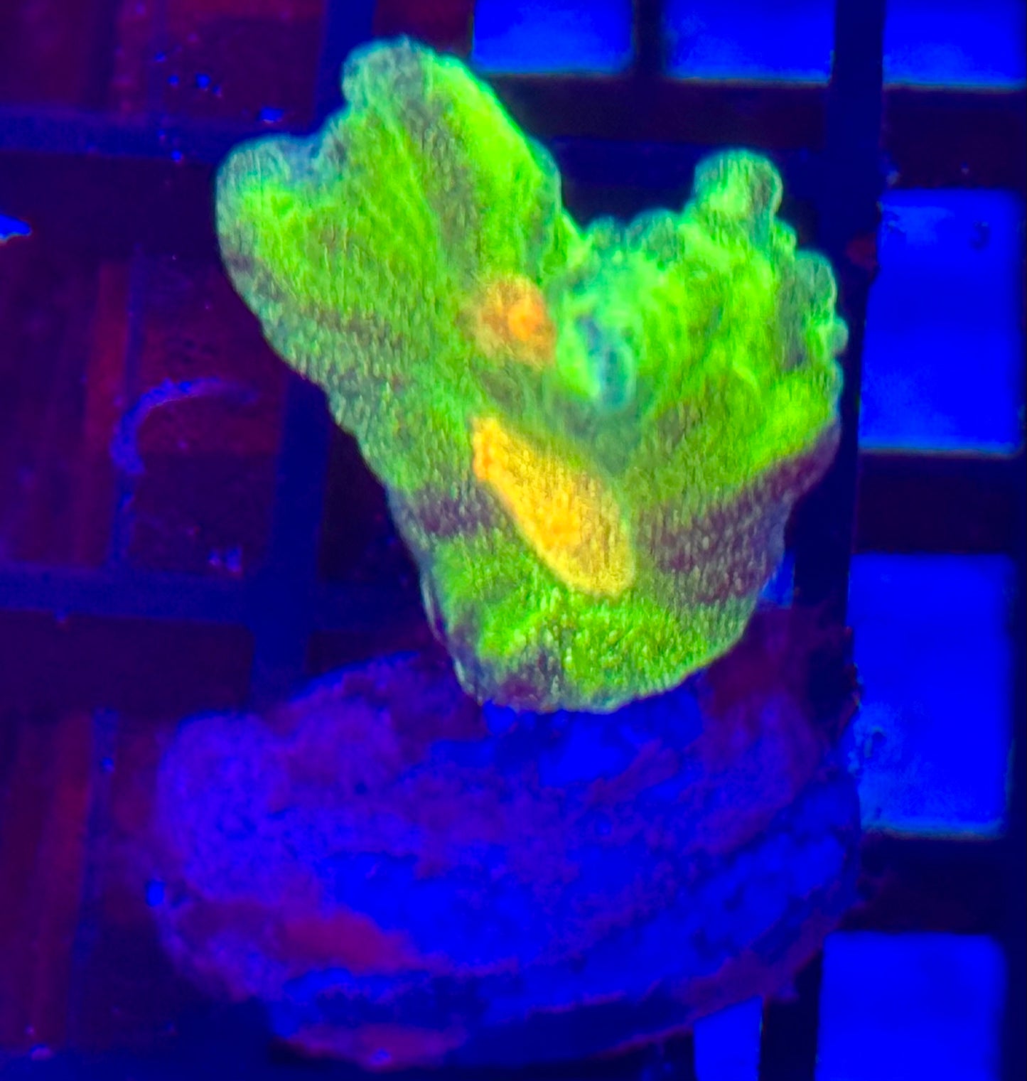 Space Invader Pectinia Frag