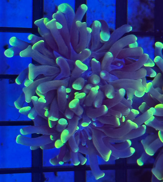 Green hammer Frag