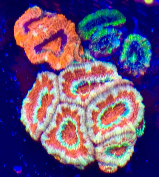 Acan ultra combo colony
