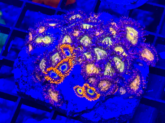 Zoanthids ultra combo