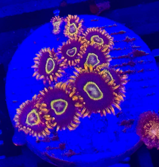 Rainbow hornet zoa Frag