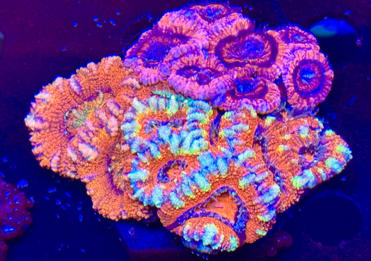 Acan combo ultra