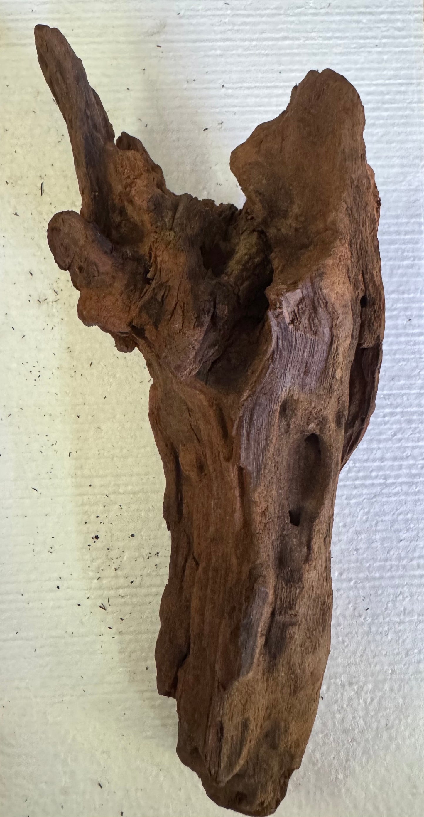 Malaysian Driftwood 6”-9”