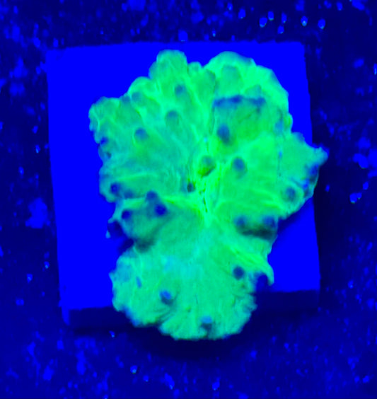 Ultra Yellow cabbage leather Frag