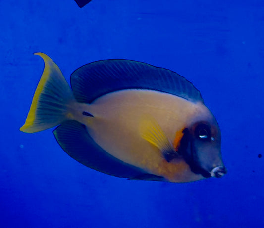 Chocolate tang