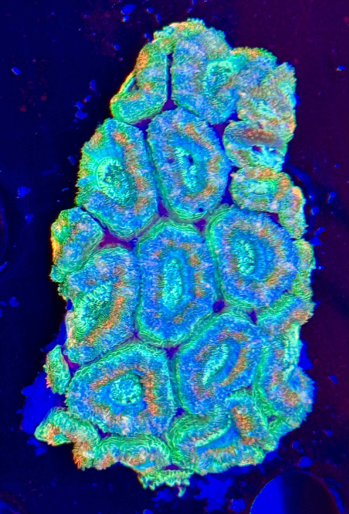 Acan Rainbow