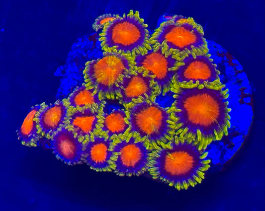 Dragon eye zoa
