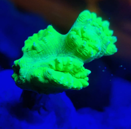 Green candy coral Frag